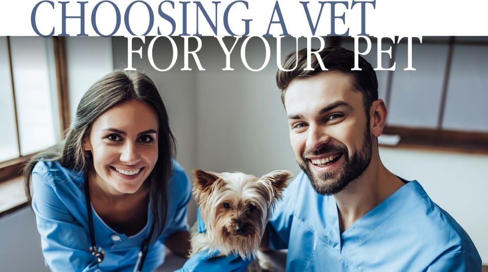 Choosing a Vet for Your Pet