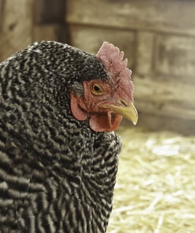 Hen (scientific name Gallus gallus domesticus) outside her coop on a farm