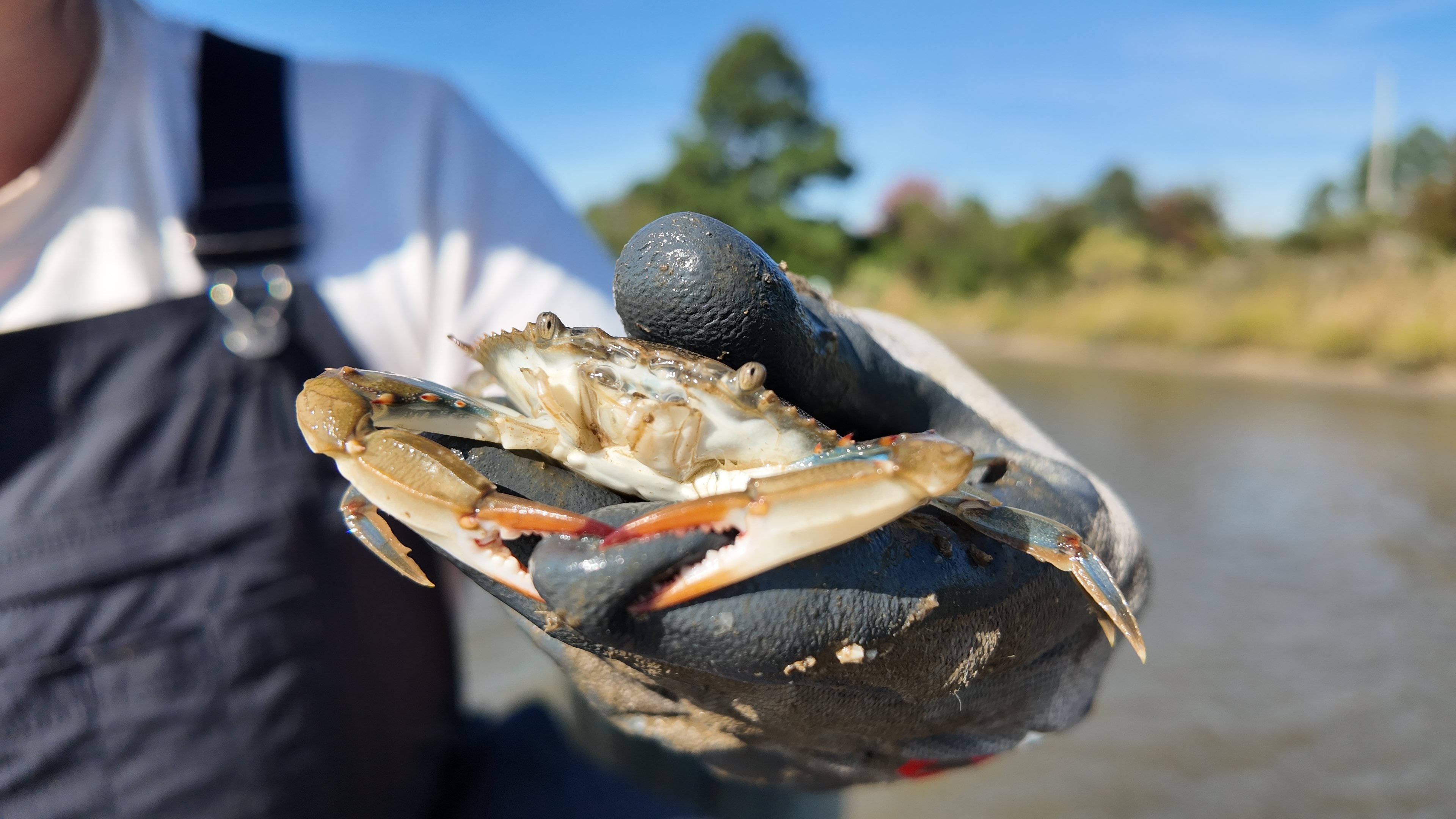Crabber holding up a crab